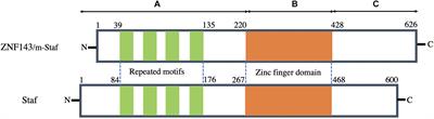 ZNF143 in Chromatin Looping and Gene Regulation